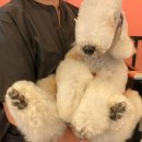 올리브네 펫살롱 이미지