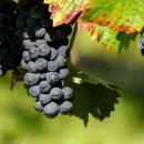 옥계농장 이미지