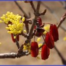 산수유 티스토리