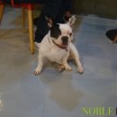 노블도그 이미지