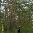 북면016 | 삼척 응봉산 산행