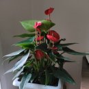 사적인아름다움 지유의원 이미지