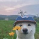 세븐일레븐 영덕점 | [국내/영덕] 풀빌라 감성숙소 ‘빌라빈’ 후기