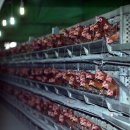 세종축산동물약품 이미지