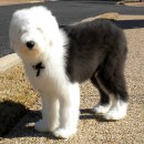 올드 잉글리쉬 쉽독 (Old English Sheepdog) 이미지