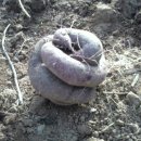 하얀쪽배 이미지