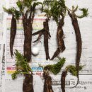 긴뿌리농장 이미지