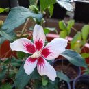 안동무궁화 이미지