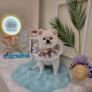 하리스펫 이미지