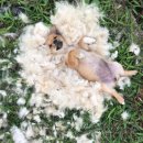 룰루랄라 이미지