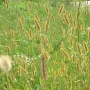 강아지풀 이미지