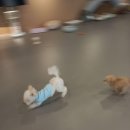 두리몽실 | 서울강아지호텔 찾으신다면, 두리몽실 강아지유치원 & 호텔 꼭 가보세요!