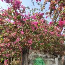 호박 관광나이트 | 태국 치앙마이 여행 Day7 (Part1: 코끼리 보호소 투어, 예약/준비물/꿀팁)