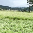 금산힐링푸드영농조합법인 | [하동여행] 하동 북천 코스모스 메밀꽃 축제 및 근처 고사리 짬뽕 맛집 추천