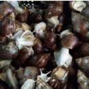 대성건강원 이미지