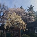 종천 | 희리산 해송자연휴양림 벚꽃 캠핑 후기🌸