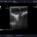 반월동물병원 이미지