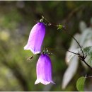 금강초롱 이미지