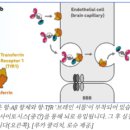 인지디스플레이 AMT 노동조합 | 프로티나, 나혼자만 레벨업 (뇌질환 치료제-BBB 셔틀)
