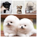 타이니퍼피 강아지분양 고양이분양 서울송파 | 예쁜 고양이 찾는다면 송파구 고양이분양 추천 타이니퍼피 강아지분양 고양이분양 서울송파 / 반려동물...