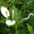 삼백초한의원 이미지