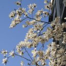 솔잎향기 이미지