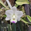 C.walkeriana var.semi-alba 'Kenny ' ( C. Snow Blind 'Kenny') 이미지