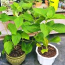 예진꽃농원 이미지