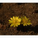 봄을 그리다 이미지