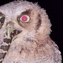 파스타찹찹 이미지