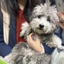 애견카페&호텔 댕댕당 이미지