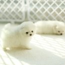 화이트포메라니안 이미지