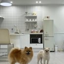 해피도그 이미지