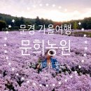 경북 문경 무료 개미취 꽃밭 명소 &#39;문희농원&#39; 10월 방문후기