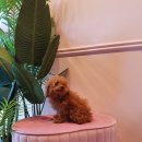 아이러브퍼피 이미지