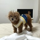 중앙의지보조기 | [강아지 슬개골 보호대 추천] 맞춤 제작 은해펫