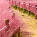 플라워가든 이미지