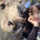 멜버른 퍼핑빌리 필립아일랜드 사사프라스 동화마을 마루동물원 땡스투어 내돈내산 후기! 소소한팁