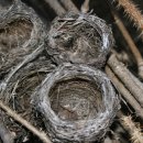 새집상회 이미지