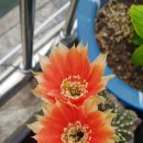 선인장 - 담양군 담장로 548 | 선인장