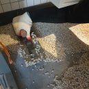 악쓰는 하마 이미지