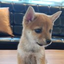 티제이 펫 이미지