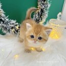 오독안심분양센터 강아지분양 고양이분양 시흥점 이미지