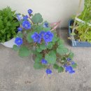 캘리포니아블루벨 14분 이미지