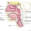 소리기관의 구조 이미지