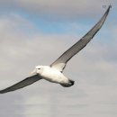 알바트로스 이미지