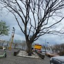 소양로 비석군 이미지