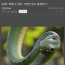 애송이 이미지
