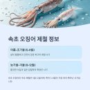 오징어천국 이미지