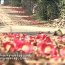 동백고장보전연구회 이미지